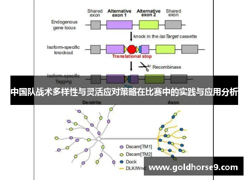 中国队战术多样性与灵活应对策略在比赛中的实践与应用分析